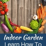 Indoor Gardening For Beginners