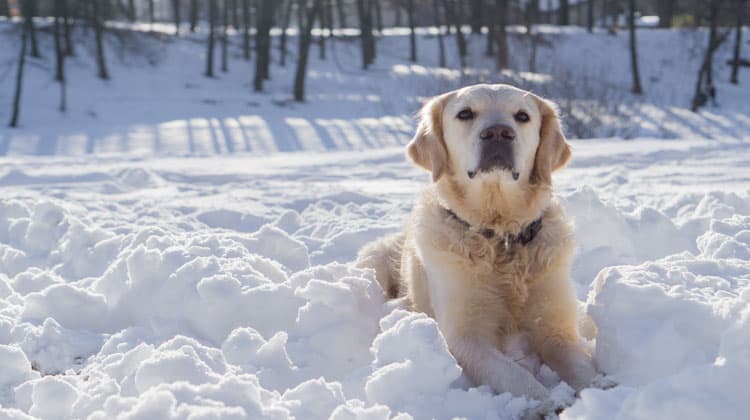 dog in snow
