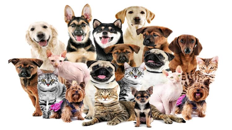 group of pets